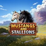 Mustang and Stallions